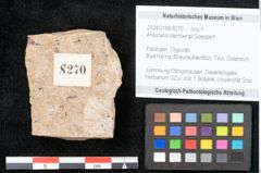 Foto (Objekt + Etikett) von Araucaria sternbergii Goeppert (NHMW-GEO-2024-0188-8270)